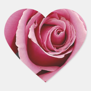 Schöner rosa Rosenblüten-Druck Herz-Aufkleber