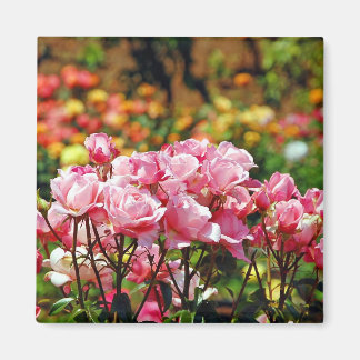 Schöner rosa Rosenmagnet Magnet