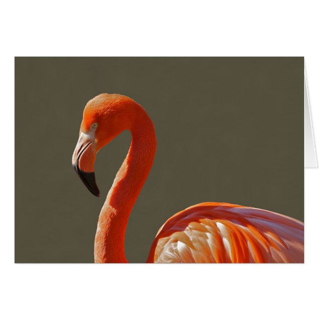Schöner rosaroter Flamingovogel (Vorderseite (Horizontal))