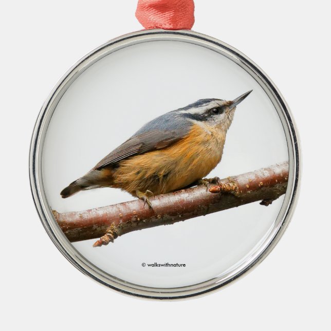 Schöner Rot-Breasted Nuthatch Songbird am Zweig Ornament Aus Metall (Vorne)