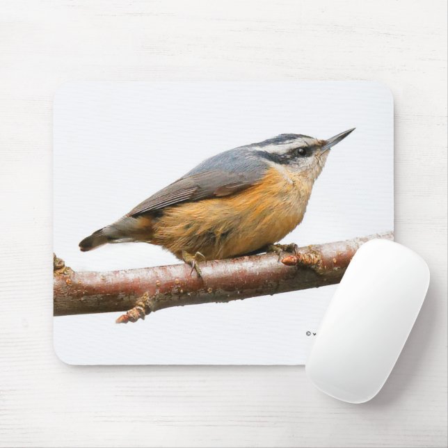 Schöner Rot-Breasted Nuthatch Songbird Mousepad (Mit Mouse)