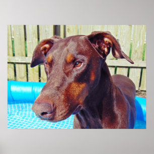 Schöner Rotdoberman Poster