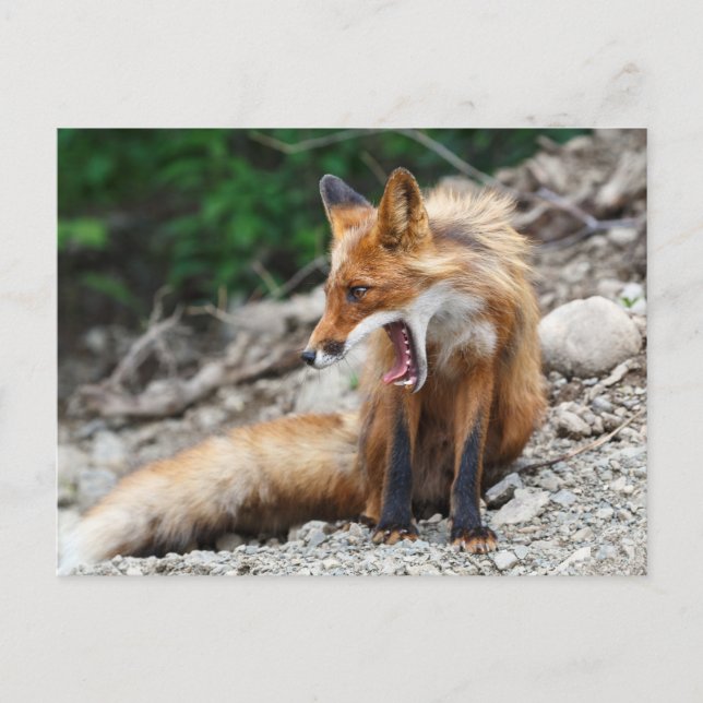 Schöner roter Fuchs mit großem offenen Mund Postkarte (Vorderseite)