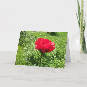 Schöner Roter Mohn Karte