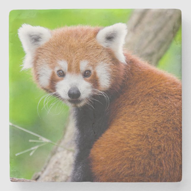 Schöner Roter Panda (Ailurus fulgens) Steinuntersetzer (Vorderseite)