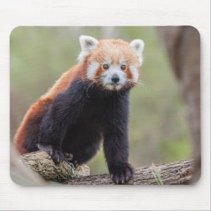 Schöner Roter Panda auf einer Zweigniederlassung Mousepad