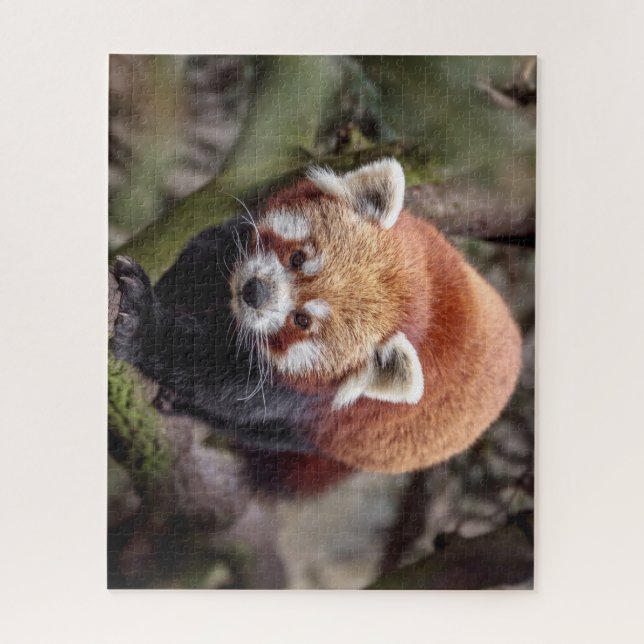 Schöner Roter Panda auf einer Zweigniederlassung Puzzle (Vertikal)
