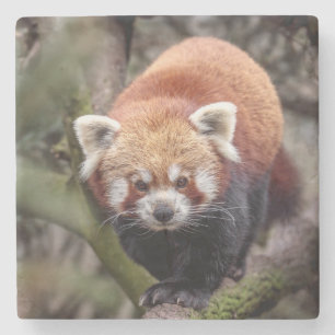 Schöner Roter Panda auf einer Zweigniederlassung Steinuntersetzer