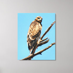 Schöner Rotschwanzfalkenhawk in einem hohen Baum. Leinwanddruck