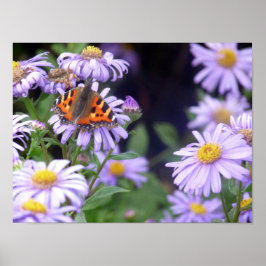 Schöner Schmetterling auf Blume Poster