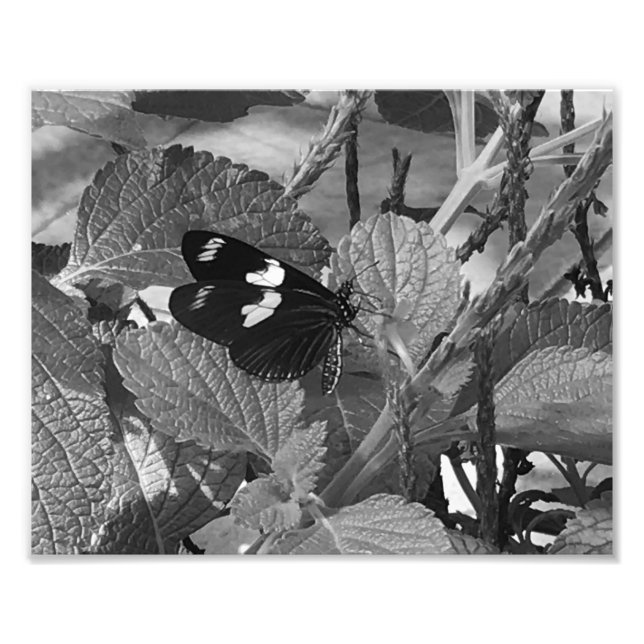 Schöner Schmetterling auf der Leaf in Schwarz und  Fotodruck (Vorne)