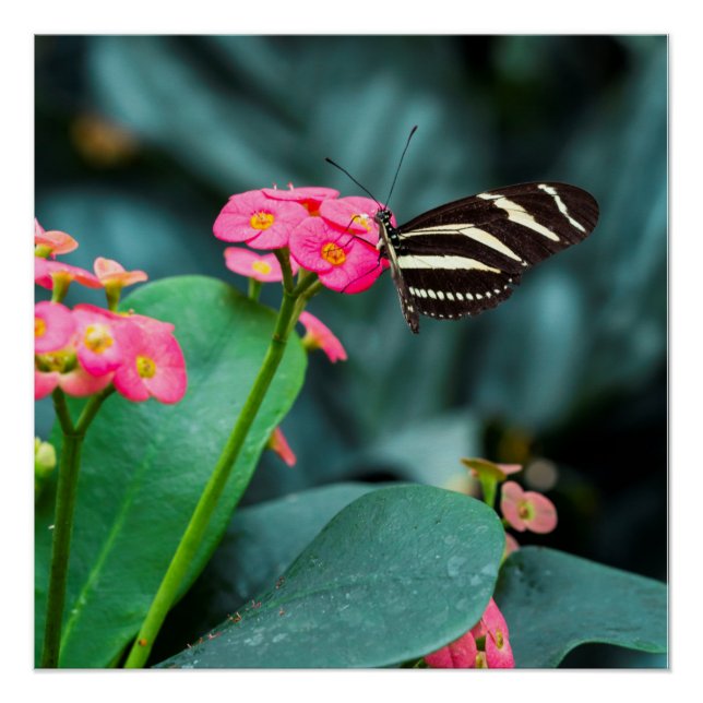 Schöner Schmetterling auf rosa Blume Poster (Vorderseite)