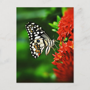 Schöner Schmetterling auf roten Blumen Postkarte