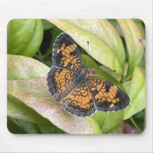 Schöner Schmetterling in Nature Mousepad