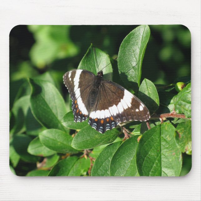 Schöner Schmetterling Mousepad (Vorne)