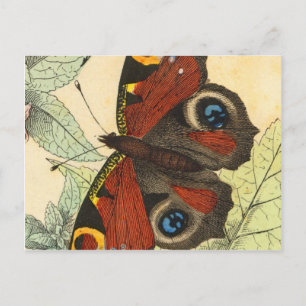 Schöner Schmetterling Postkarte