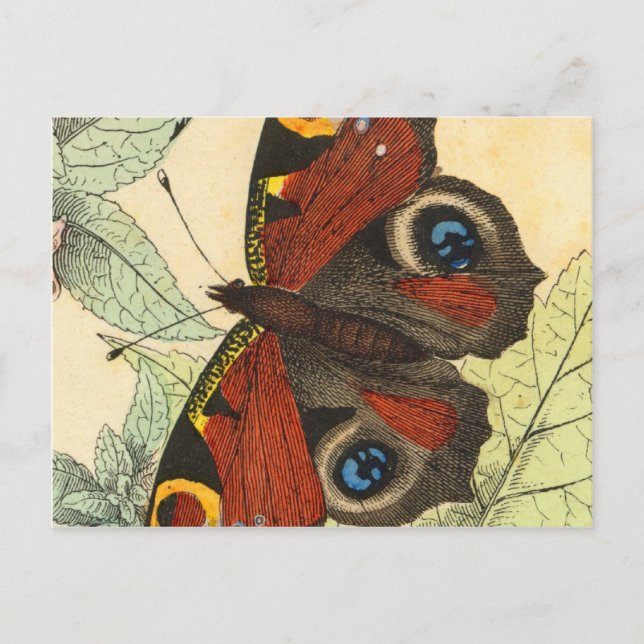 Schöner Schmetterling Postkarte (Vorderseite)