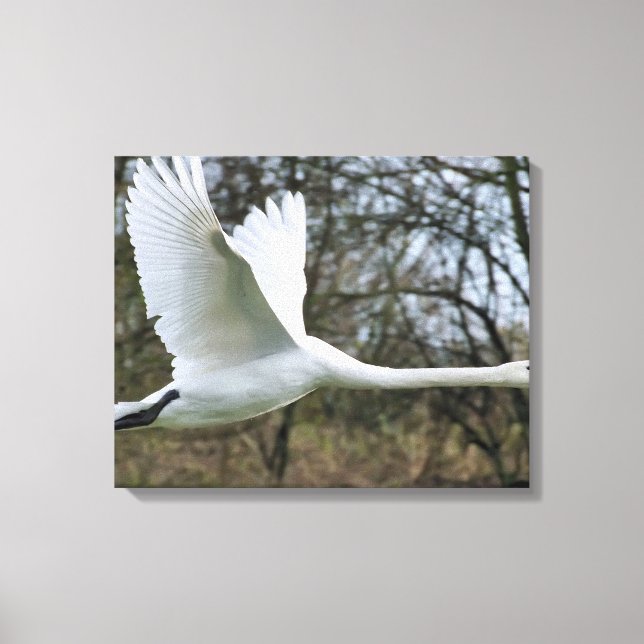 Schöner Schwan in fliegerummantelte Canvas Leinwanddruck (Vorderseite)