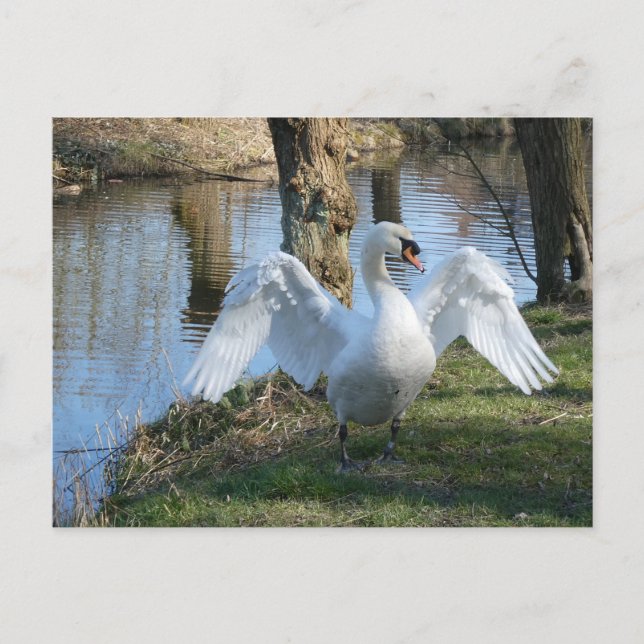 Schöner Schwan, Spreading Wings DIY Postkarte (Vorderseite)
