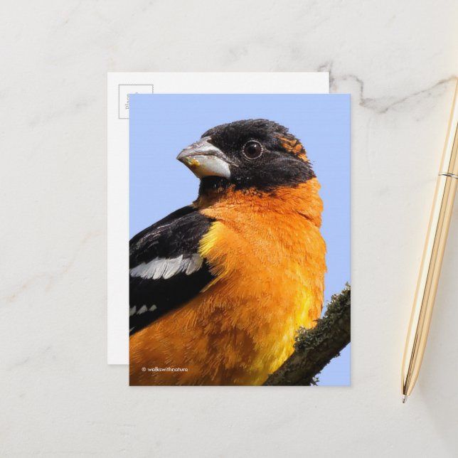 Schöner schwarz gehauener Grosbeak Songbird im Bau Postkarte (Vorderseite/Rückseite Beispiel)