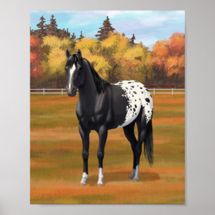 Schöner schwarzer Appaloosa Quarter Pferdehengst Poster