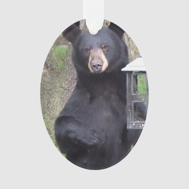 Schöner schwarzer Bär Genießen Sie einen Snack Ornament (Vorderseite)