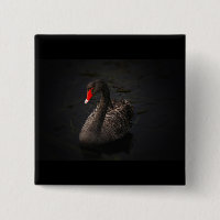 Schöner Schwarzer Schwan mit hellrotem Schnabel