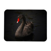 Schöner Schwarzer Schwan mit hellrotem Schnabel