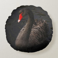 Schöner Schwarzer Schwan mit hellrotem Schnabel