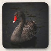 Schöner Schwarzer Schwan mit hellrotem Schnabel