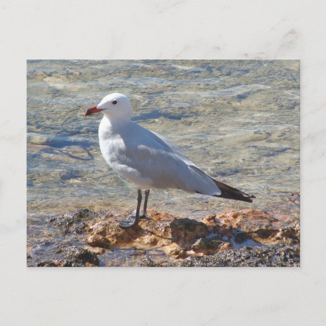 Schöner Seagull am Meer - Postkarte (Vorderseite)