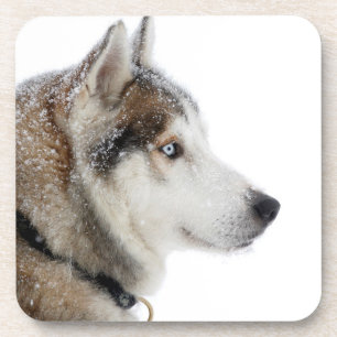 Schöner sibirischer Husky im Schnee Getränkeuntersetzer