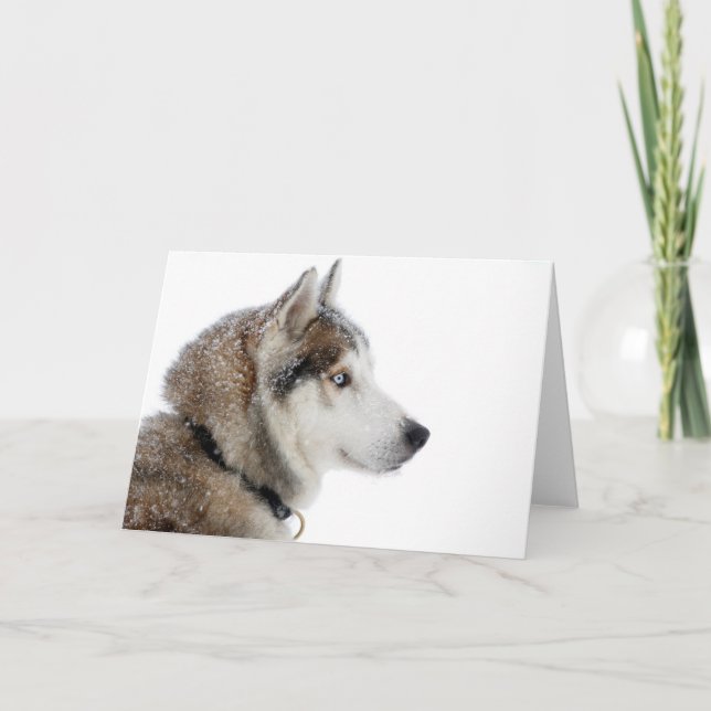 Schöner sibirischer Husky im Schnee Karte (Vorderseite)