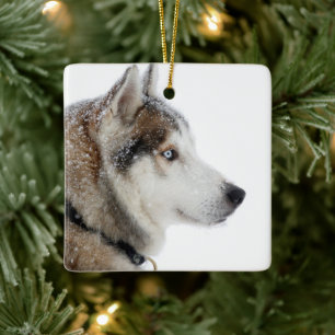 Schöner sibirischer Husky im Schnee Keramikornament