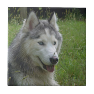 Schöner sibirischer Husky Welpenhund Fliese