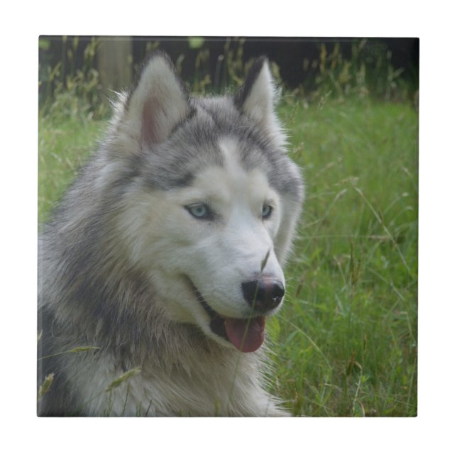 Schöner sibirischer Husky Welpenhund Fliese (Vorderseite)