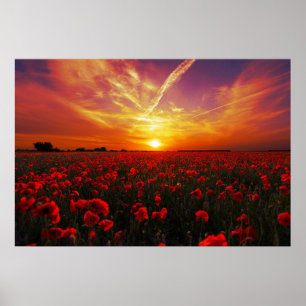 Schöner Sonnenuntergang auf der Mohnblume-Blume Poster