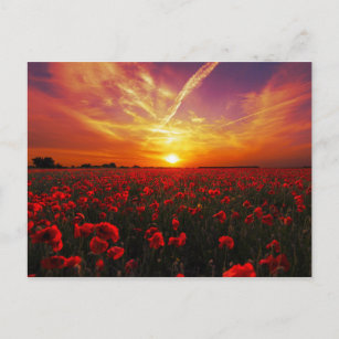 Schöner Sonnenuntergang auf der Mohnblume-Blume Postkarte