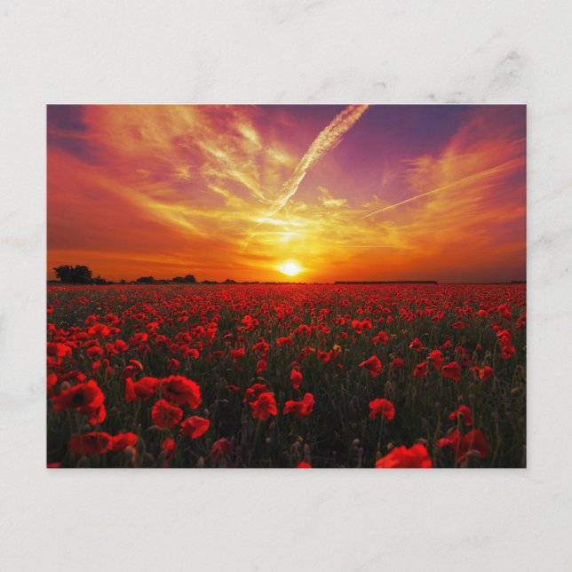 Schöner Sonnenuntergang auf der Mohnblume-Blume Postkarte (Vorderseite)