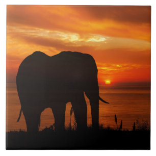 Schöner Sonnenuntergang mit Silhouette eines Elefa Fliese