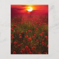 Schöner Sonnenuntergang über roten Blume