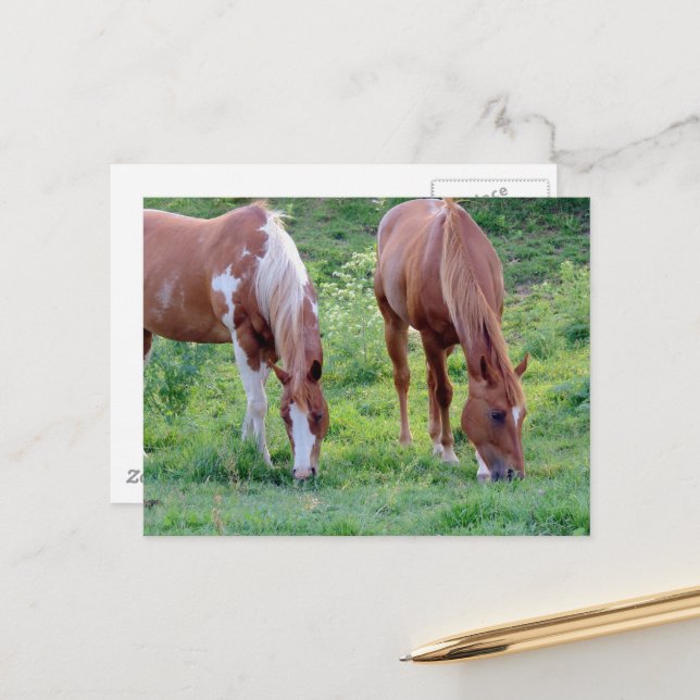 Schöner Sorrel-Wallach Paint-Stute Postkarte (Vorderseite/Rückseite Beispiel)
