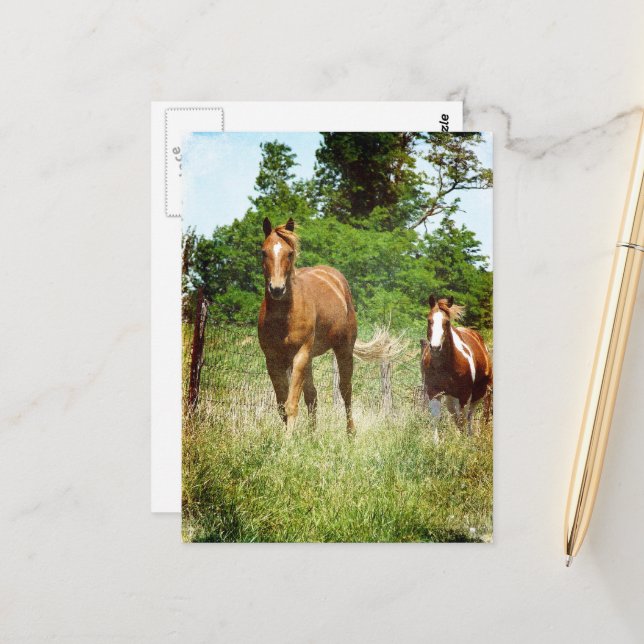 Schöner Sorrel Wallach Paint Stute Sommer Postkarte (Vorderseite/Rückseite Beispiel)