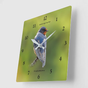 Schöner Stall Swallow Songbird am Zweig Quadratische Wanduhr