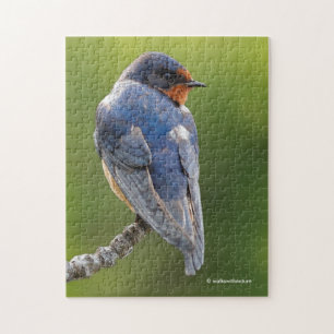 Schöner Stall Swallow Songbird an einer Abzweigung Puzzle