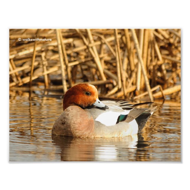 Schöner Stranger in der Stadt Eurasian Wigeon Fotodruck (Vorne)