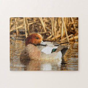 Schöner Stranger in der Stadt Eurasian Wigeon Puzzle