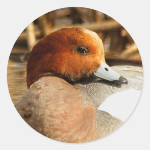 Schöner Stranger in der Stadt Eurasian Wigeon Runder Aufkleber