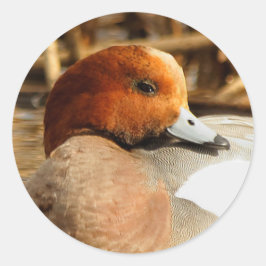 Schöner Stranger in der Stadt Eurasian Wigeon Runder Aufkleber