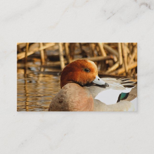 Schöner Stranger in der Stadt Eurasian Wigeon Visitenkarte (Vorderseite)